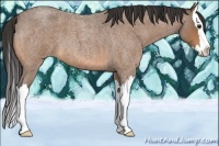 Horse Color:Buckskin Roan Splash