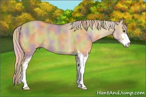 Horse Color:Nacre Palomino Dun Sabino 