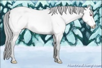 Horse Color:Perlino Chinchilla 