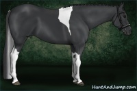 Horse Color:Black Tobiano 