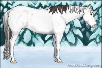Horse Color:Bay Sabino Appaloosa 