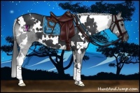 Horse Color:White Spotted Black