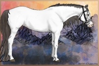 Horse Color:White Spotted Liver Chestnut Appaloosa