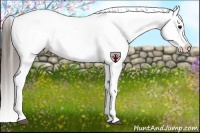 Horse Color:Grullo Roan Appaloosa 