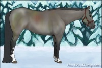 Horse Color:Grullo Sabino