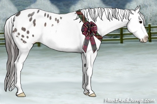 Horse Color:Bay Roan Appaloosa 
