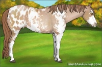 Horse Color:Bay Pearl Sabino Appaloosa