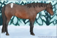 Horse Color:Bay Sabino Appaloosa Rabicano 