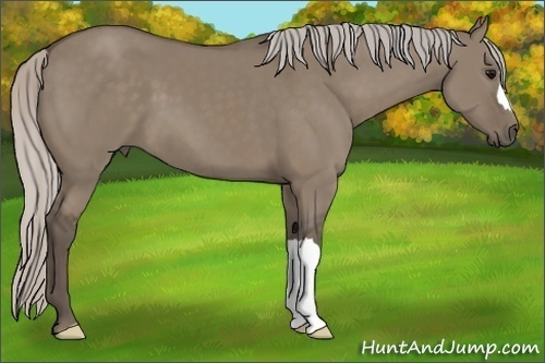 Horse Color:Silver Grullo