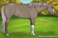 Horse Color:Silver Grullo 