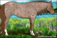 Horse Color:Red Roan 