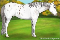 Horse Color:White Spotted Bay Ice Sabino Splash Appaloosa 