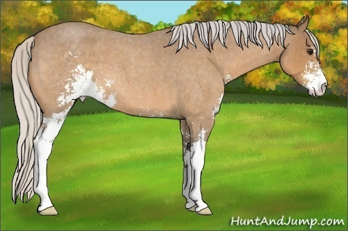 Horse Color:Silver Buckskin Roan Sabino 