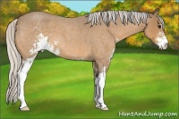 Horse Color:Silver Buckskin Roan Sabino