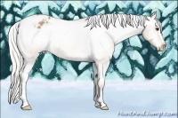 Horse Color:Silver Buckskin Appaloosa