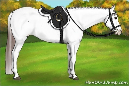 Horse Color:Brown Appaloosa 