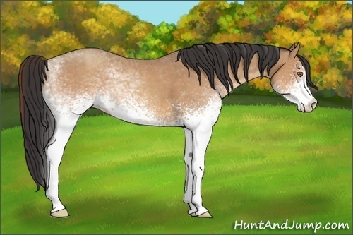 Horse Color:White Spotted Sable Champagne 