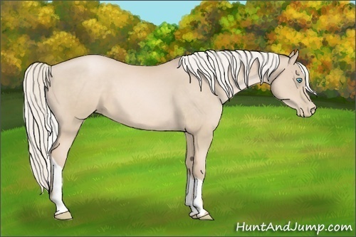 Horse Color:Palomino Pearl Tobiano 
