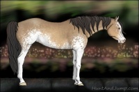 Horse Color:White Spotted Sable Champagne 