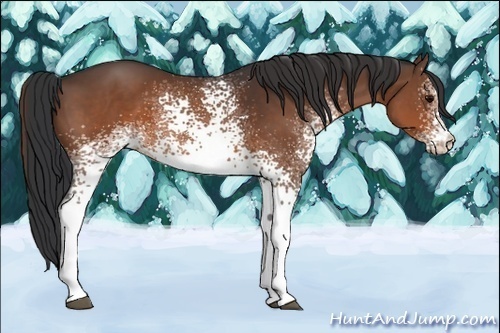 Horse Color:White Spotted Brown 