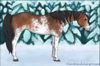 Horse Color:White Spotted Brown 