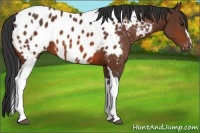 Horse Color:Bay Tobiano Near Leopard