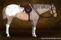 Horse Color:Buckskin Sabino Tobiano Appaloosa Rabicano 