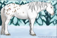Horse Color:Liver Red Dun Appaloosa 