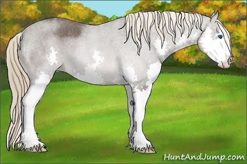 Horse Color:Liver Red Roan Splash