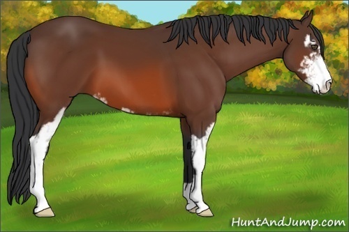 Horse Color:Bay Sabino 