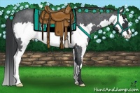 Horse Color:Blue Roan Splash Frame 