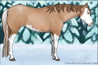 Horse Color:Bay Pearl Splash