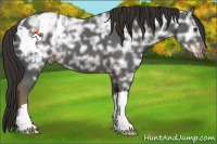 Horse Color:Liver Chestnut Ice Appaloosa