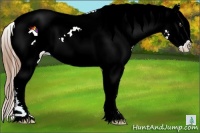 Horse Color:Liver Chestnut Appaloosa 