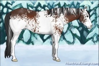 Horse Color:White Spotted Brown Sabino