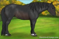 Horse Color:Brown Rabicano 