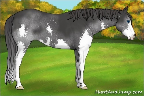 Horse Color:Black Splash 