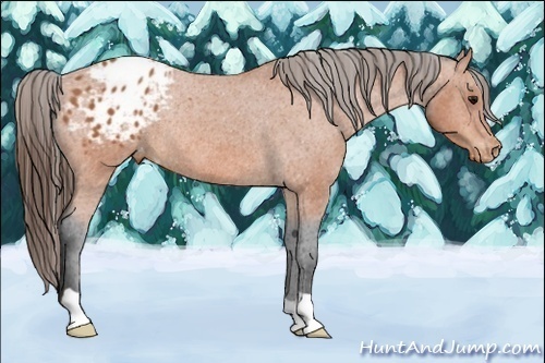 Horse Color:Bay Appaloosa Rabicano 