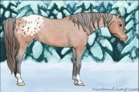 Horse Color:Bay Appaloosa Rabicano