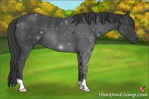 Horse Color:Smoky Black 
