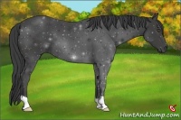 Horse Color:Smoky Black 