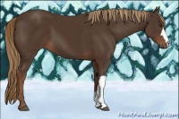 Horse Color:Liver Chestnut 