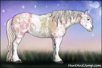 Horse Color:Silver Bay Ice Dun Sabino 