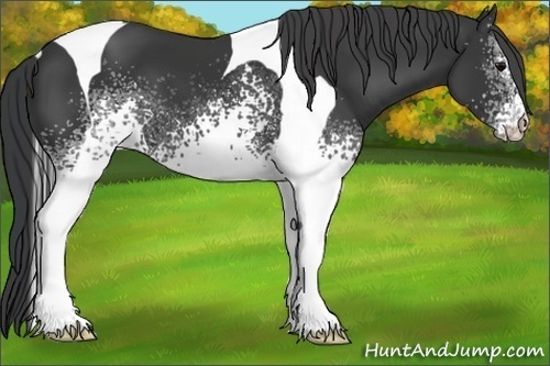 Horse Color:White Spotted Black Tobiano 
