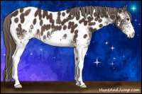 Horse Color:White Spotted Liver Chestnut Appaloosa 