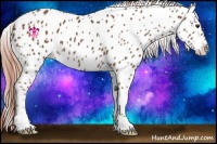 Horse Color:Chestnut Appaloosa