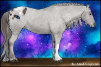 Horse Color:Liver Chestnut Appaloosa