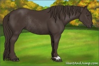 Horse Color:Liver Chestnut Rabicano