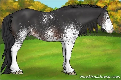 Horse Color:White Spotted Brown 