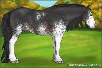 Horse Color:White Spotted Brown 